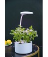 LEDlife hydroponisk mini køkkenhave - Hvid, inkl. vækstlys, 6 pladser, indbygget timer, 1,8L vandtank