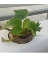 Gromedie til hydroponisk dyrkning - 1L, passer til vores hydroponiske plantekasser