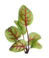Microgreens - Rødbladet syre, 0,5g