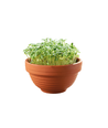 Microgreens starterkit - Japansk grøn Tatsoi