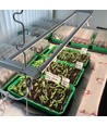LEDlife Pro-Grow 2.0 vækst sæt - 2 x 60 cm, 20W LED, fuldt spektrum