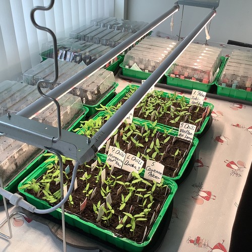 LEDlife Pro-Grow 2.0 vækst sæt - 2 x 120 cm, 36W LED, fuldt spektrum